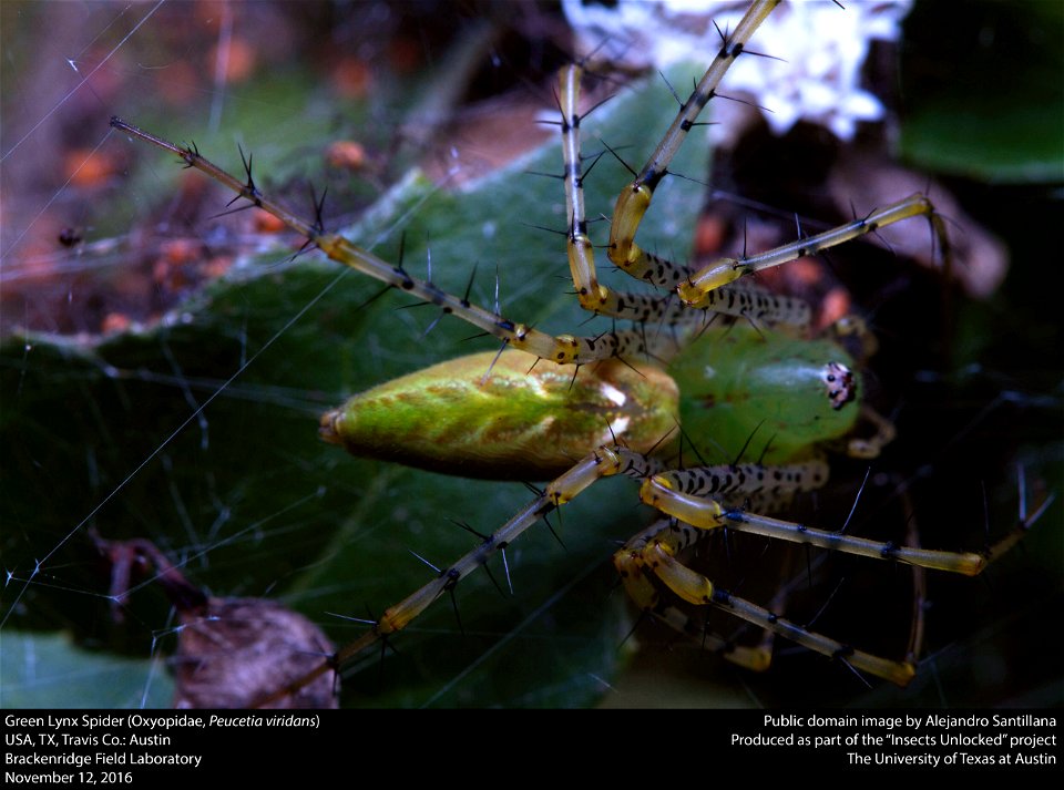 USA, TX, Travis Co.: Austin
Brackenridge Field Laboratory

12-xi-2016