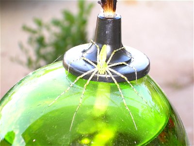 Green-colored spider, identified as a green lynx spider by the wikipedia reference desk photo