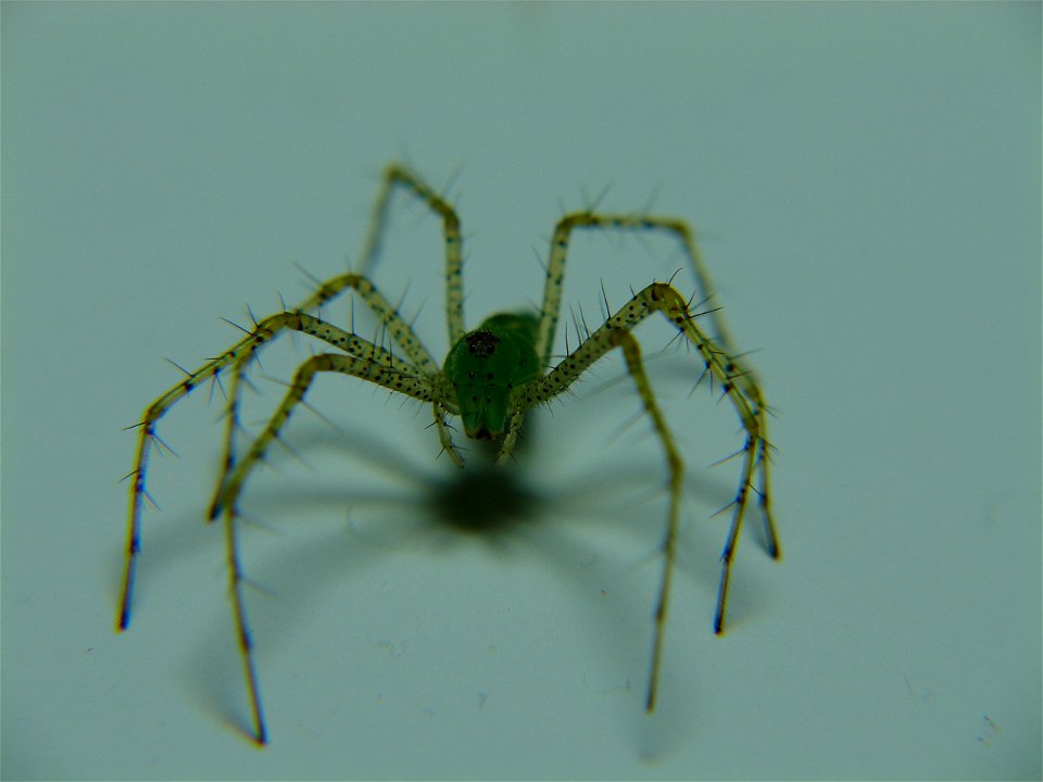 Fotografía de Araña Lince Verde (Licosoidea-Oxyopidae)