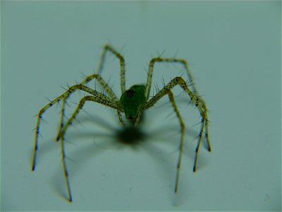 Fotografía de Araña Lince Verde (Licosoidea-Oxyopidae) photo