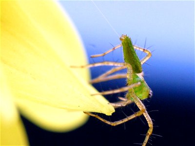 Unidentified green spider. Peucetia viridans ? photo