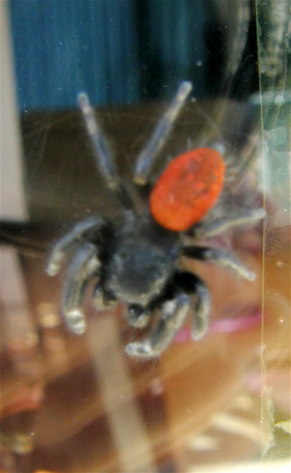 male redback jumping spider phidippus johnsonni.