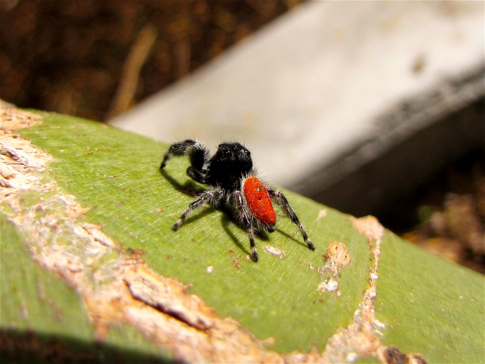 (Phidippus johnsoni)