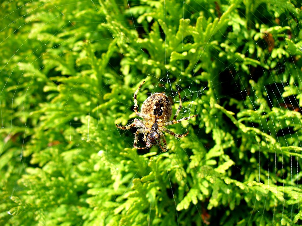 I am the originator of this photo. I hold the copyright. I release it to the public domain. This photo depicts a spider.