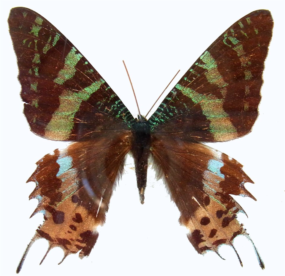 Chrysiridia rhipheus from collection