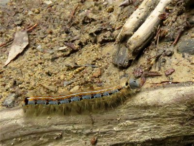Malacosoma neustria caterpillar at Mount Takao, Japan