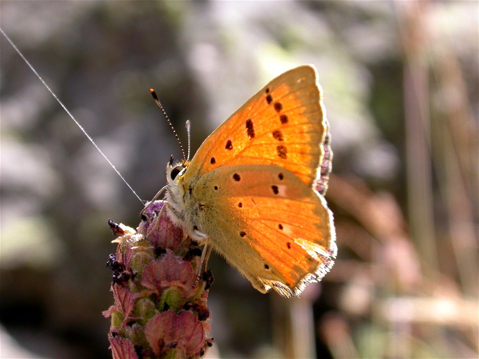 Lycaena virgaureae (Lycaenidae). Hoya de San Blas, Madrid, España.
