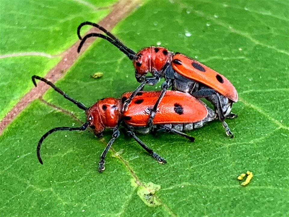 Two specimens of Tetraopes tetrophthalmus, engaged in reproduction.