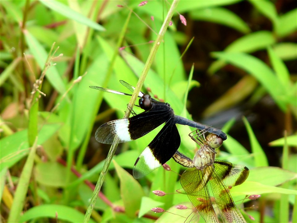 Neurothemis tullia 
Neurothemis tullia, Pied Paddy Skimmer, is a species of dragonfly found in south and south-east Asia. In males, both the forewings and hindwings have black colouration from the bas