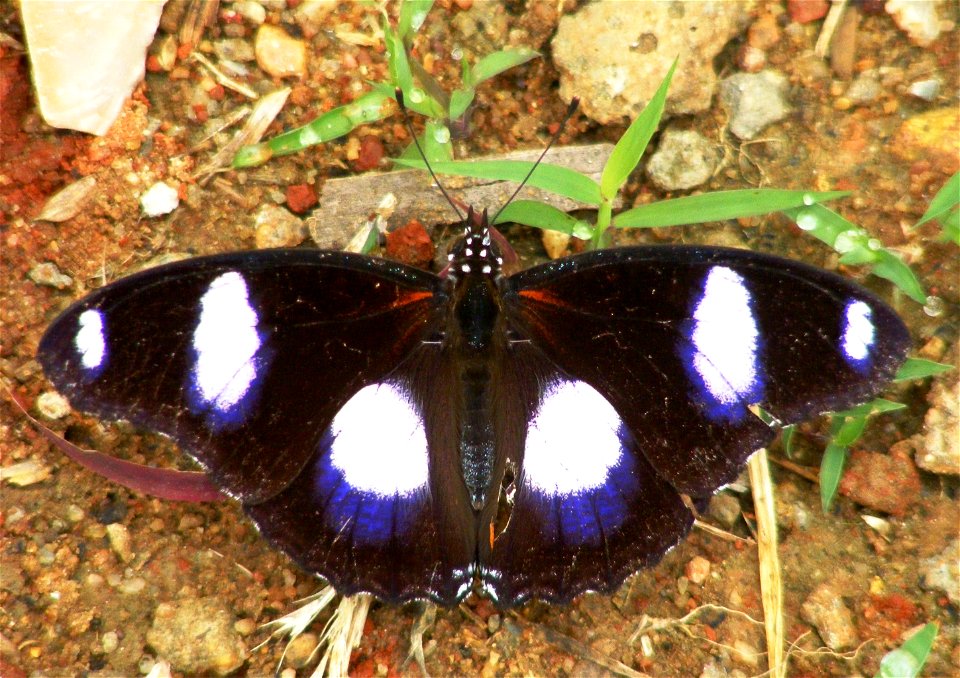 Danaid Eggfly, Hypolimnas misippus_Male