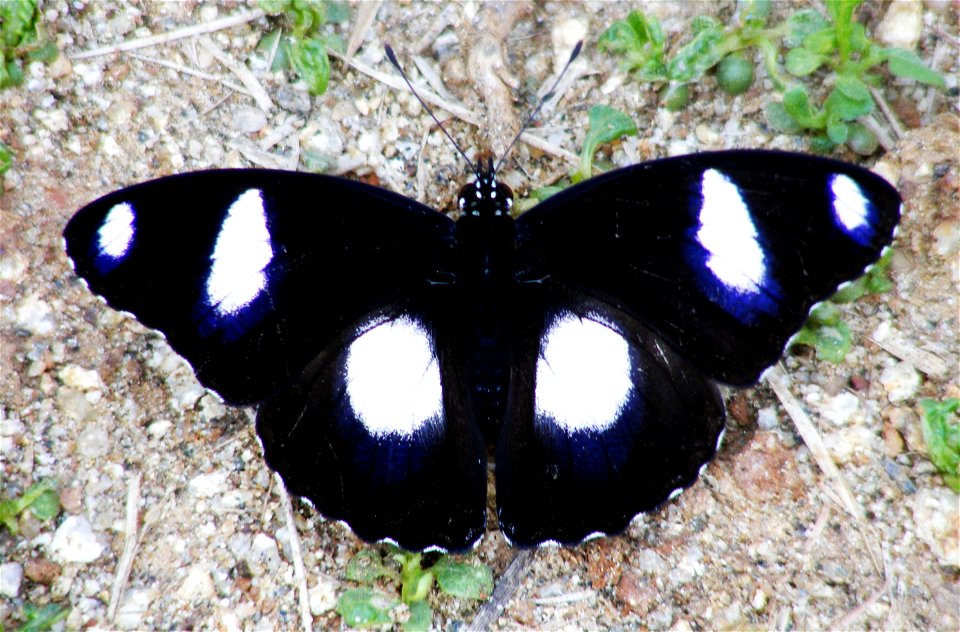 Danaid Eggfly (Hypolimnas misippus) male