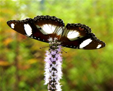 Danaid Eggfly_Hypolimnas misippus