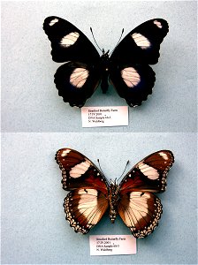 Stratford Butterfly Farm, UK.   BJLS 2005, JEB 2007,  Exemplar,  <a href="http://nymphalidae.utu.fi/story.php?code=NW68-3" rel="nofollow">see in our database</a>