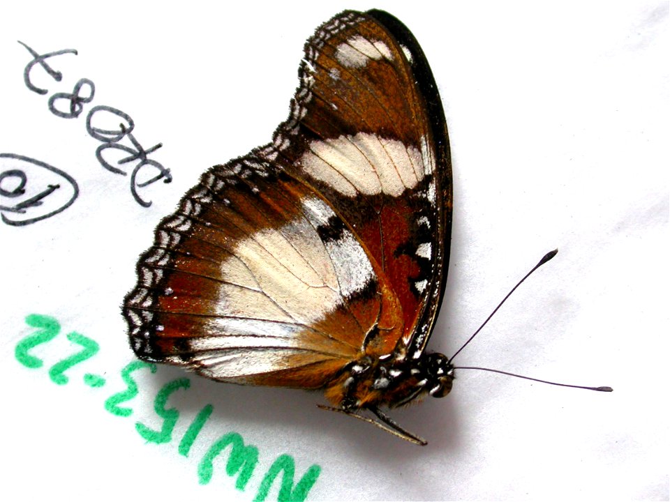 DOMINICAN REPUBLIC.  La Altagracia, Parque Nacional del Este, Bayahibe,    <a href="http://nymphalidae.utu.fi/story.php?code=NW153-22" rel="nofollow">see in our database</a>