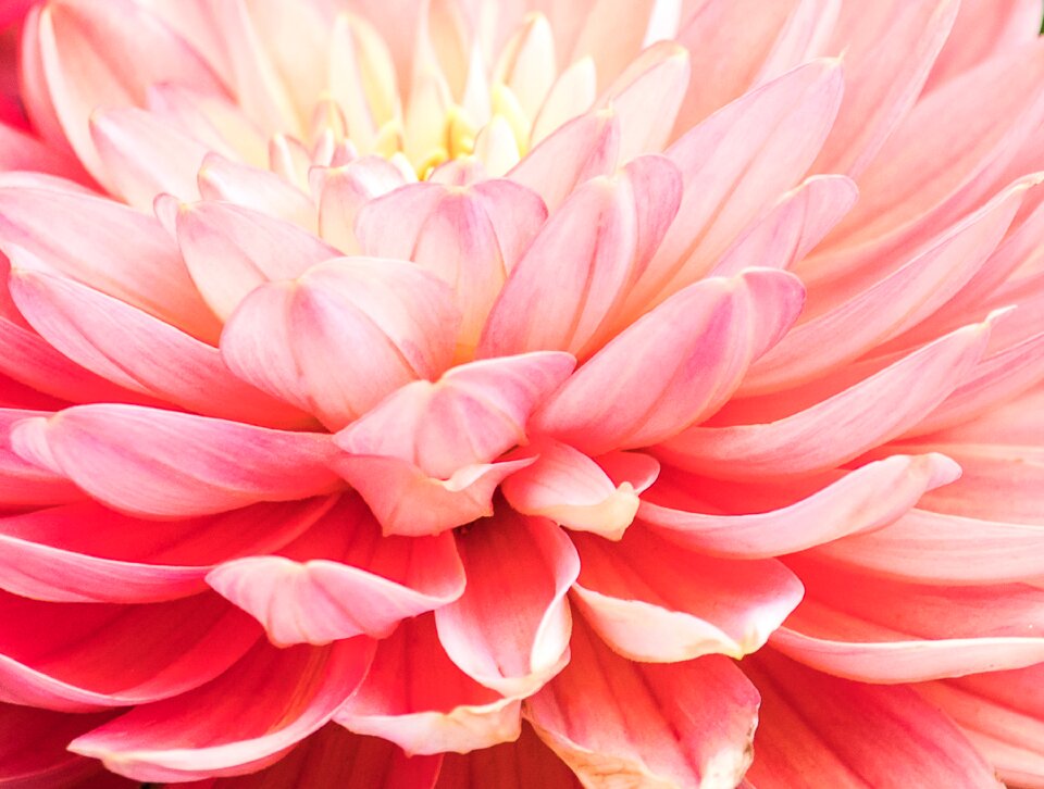 Flower plant ornamental plant