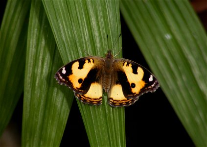 Life Cycle of Yellow Pansy_Junonia hierta photo