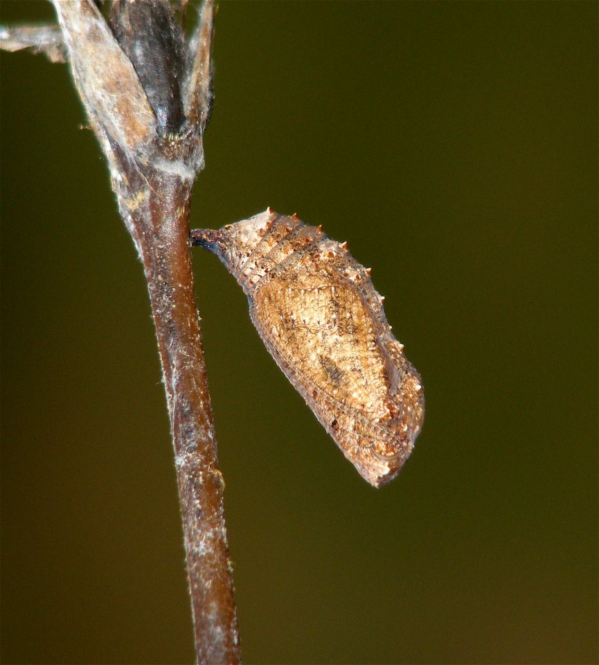 Yellow Pansy_Junonia hierta