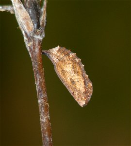 Yellow Pansy_Junonia hierta photo