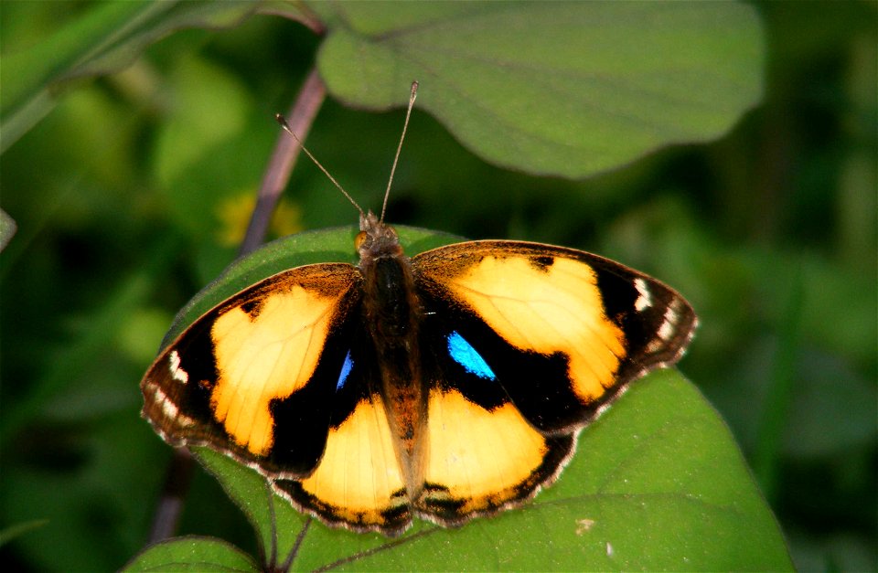 Yellow Pansy_Precis Hierta