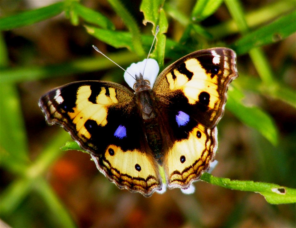 Yellow Pansy_Precis Hierta