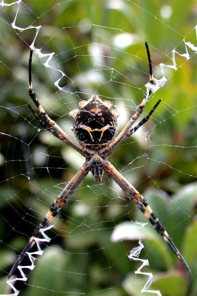 Argiope argentata in Carlsbad, California