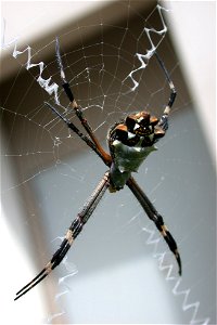 Same Argiope argentata; taken in Carlsbad, California.