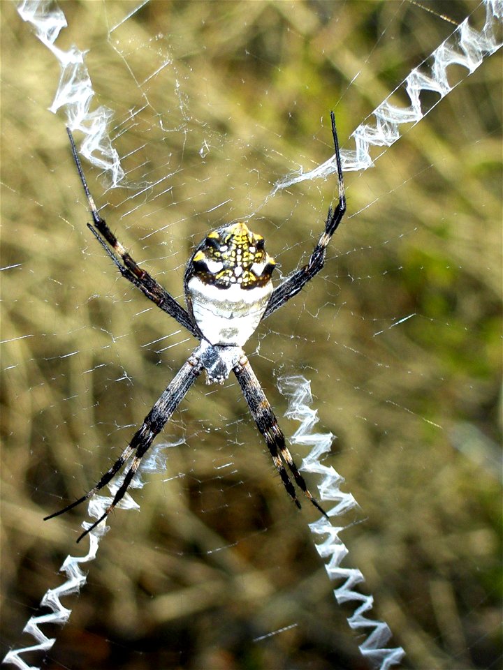 Silver Argiope - Argiope argentata - Galapagos 2006