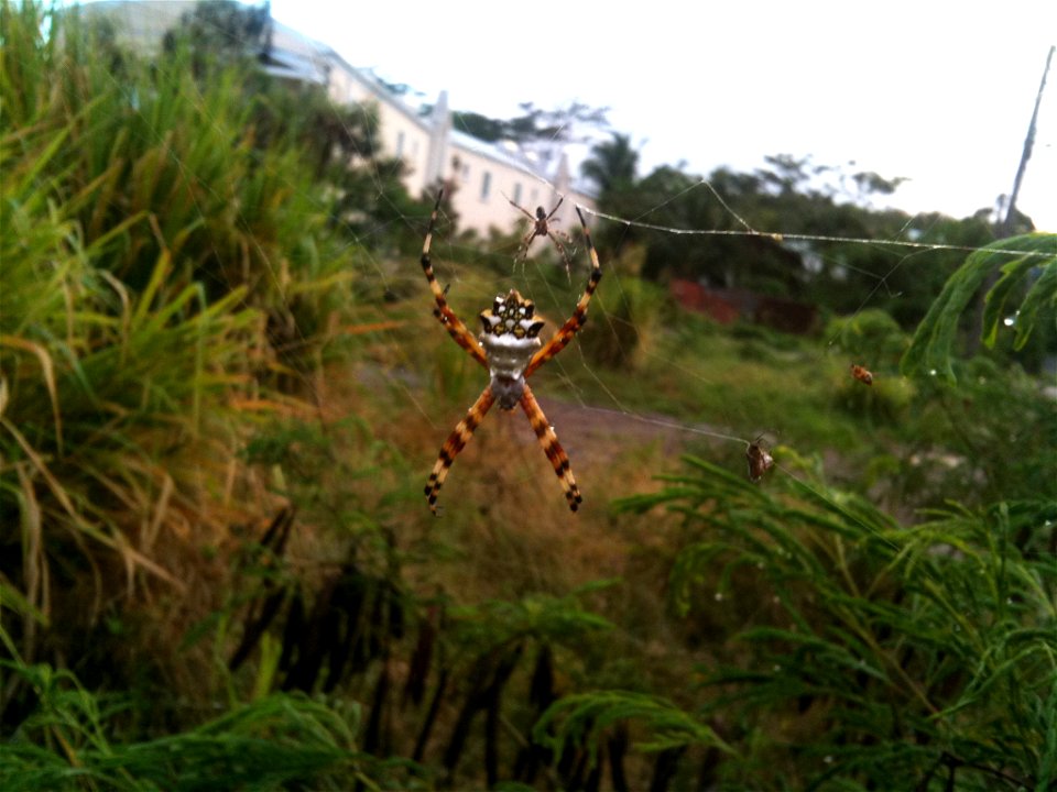Two Silver Argiopes in a web. One Male and one female. Lance Aux Epines, Grenada