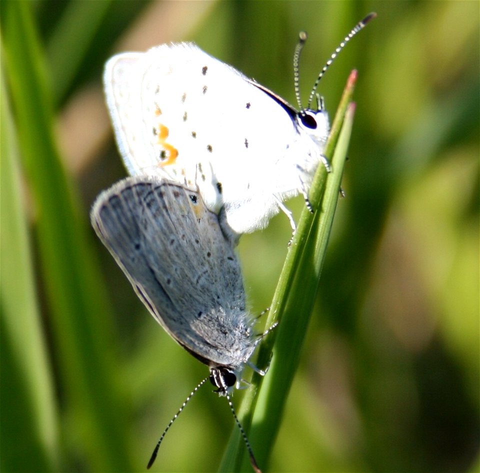 A mating pair of Eastern Tailed Blues, Everes comyntas photo