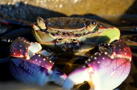 Close-up of purple rock crab (Leptograpsus variegatus) in rock pool (south coast of the North Island of New Zealand, near Wellington)