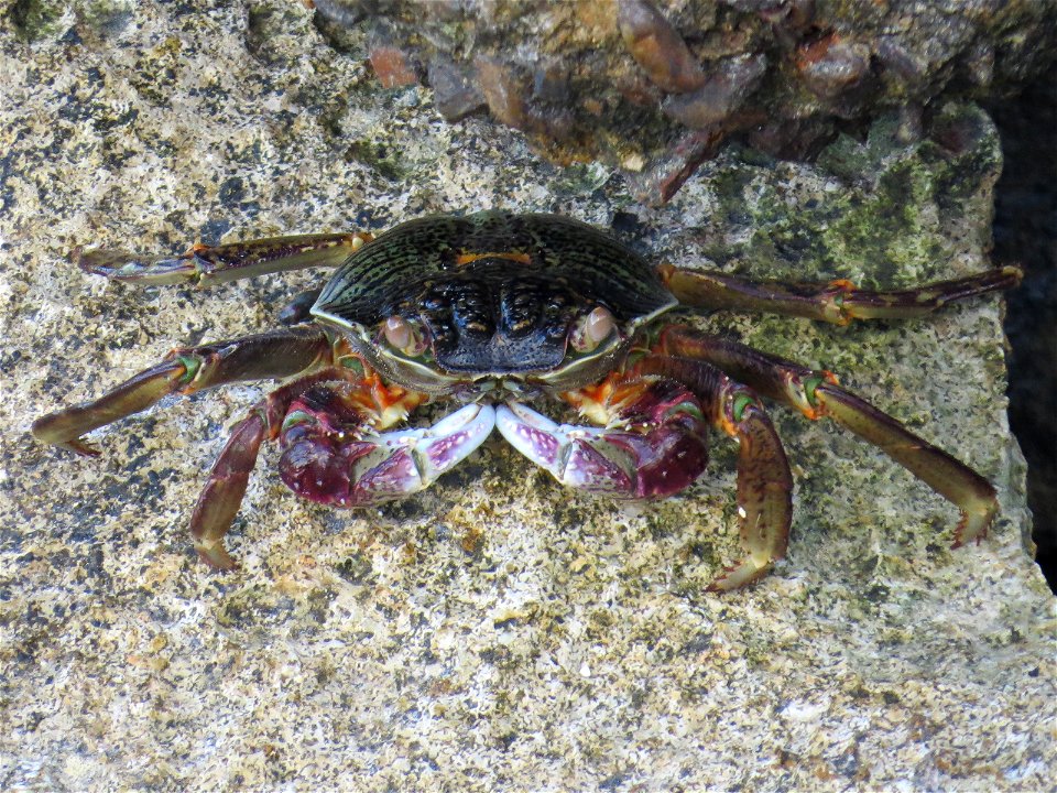 Heron Island 2021
Purple Swift-footed Shore Crab

Leptograpsus variegatus