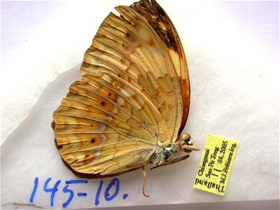 THAILAND.  Chiangmai, San Pa Tong,   Exemplar,  <a href="http://nymphalidae.utu.fi/story.php?code=NW145-10" rel="nofollow">see in our database</a>