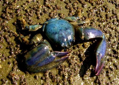 Petrolisthes elongatus (New Zealand half crab)