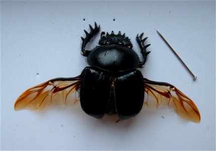 Dead scarab (Scarabaeus sacer - Egyptian dungbeetle) found in the dunes of the western Negev, Israel.