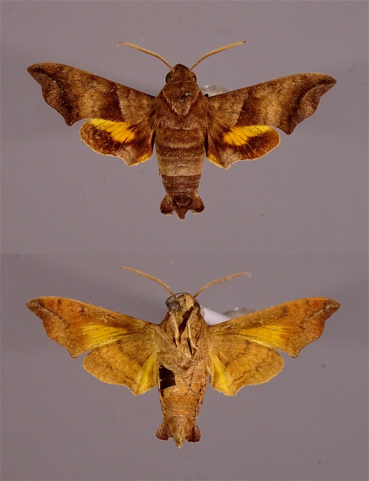 Yale Peabody Museum, Entomology Division
Catalog #: YPM ENT 989908
Taxon: Perigonia jamaicensis Roths.
Family: Sphingidae
Taxon Remarks: Animals and Plants: Invertebrates - Insects
Collector: A. W. Po