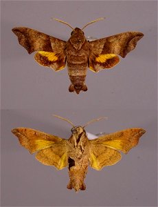 Yale Peabody Museum, Entomology Division
Catalog #: YPM ENT 989908
Taxon: Perigonia jamaicensis Roths.
Family: Sphingidae
Taxon Remarks: Animals and Plants: Invertebrates - Insects
Collector: A. W. Po