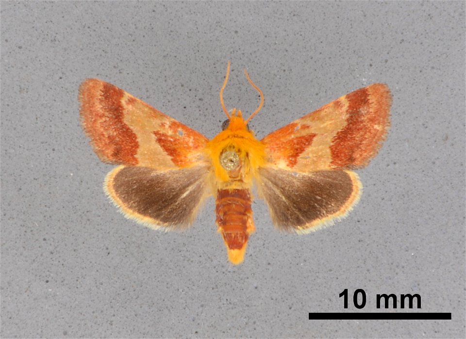 Mississippi Entomological Museum
Catalog #: MEM 362786
Taxon: Schinia varix Knudson, Bordelon & Pogue 2003
Family: Noctuidae
Determiner: Brown, R.L.
Collector: Brown, R.L.
Date: 1996-09-14
Verbati
