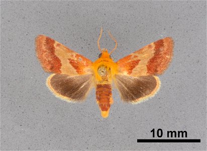 Mississippi Entomological Museum Catalog #: MEM 362786 Taxon: Schinia varix Knudson, Bordelon & Pogue 2003 Family: Noctuidae Determiner: Brown, R.L. Collector: Brown, R.L. Date: 1996-09-14 Verbati photo
