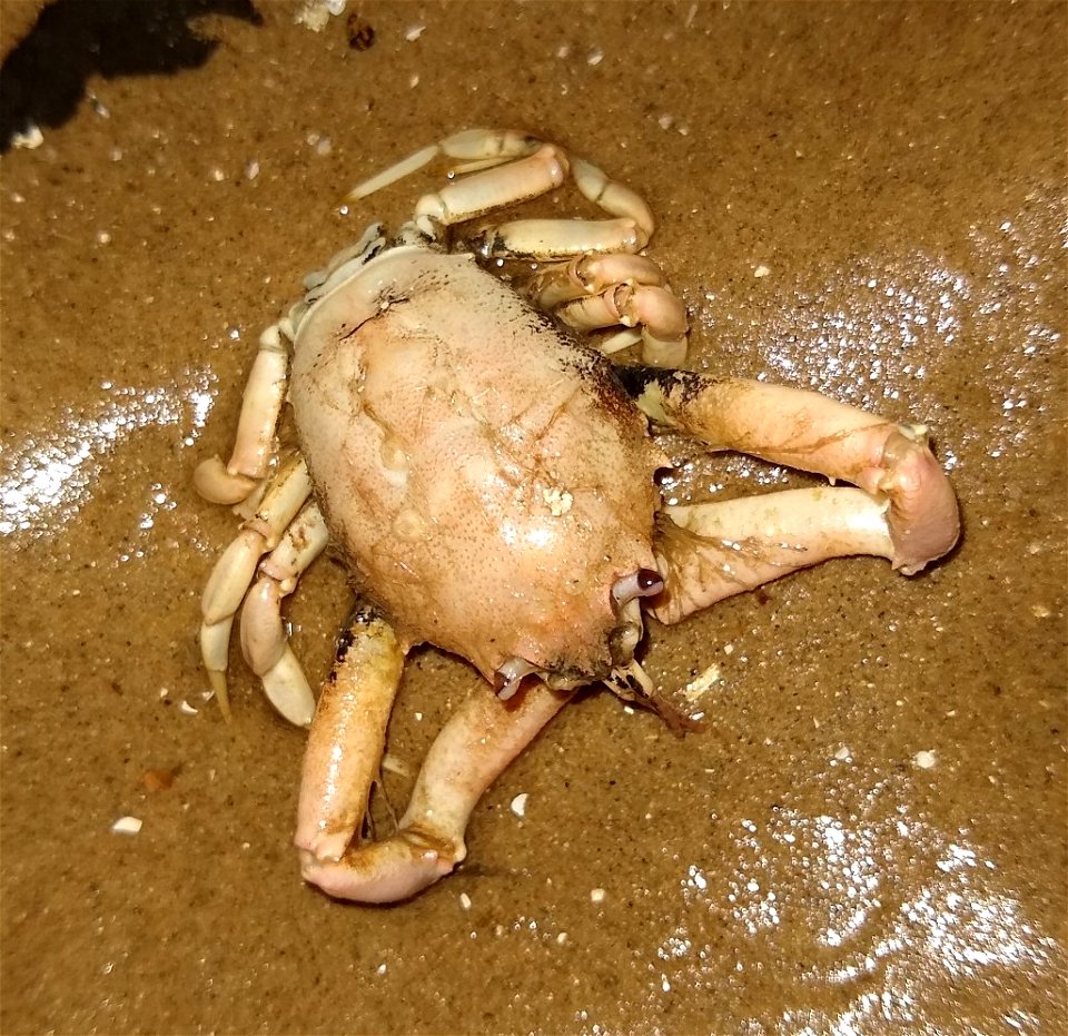 Masked crab (Corystes cassivelaunus)