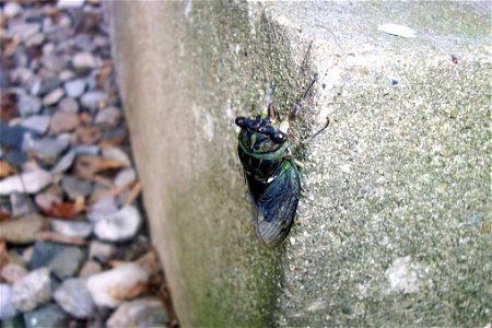 dogday harvestfly