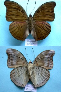 PRS 2009,  Exemplar,  <a href="http://nymphalidae.utu.fi/story.php?code=NW103-3" rel="nofollow">see in our database</a>
