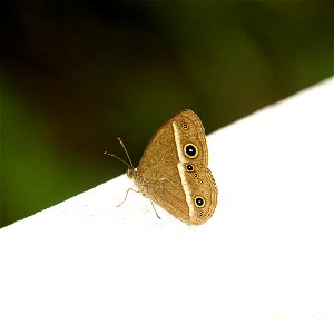 Dark-banded Bush Brown Butterfly, Mycalesis mineus

OIST hill