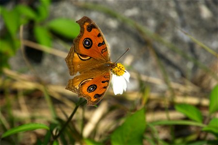 Peacock Pansy, Junonia Almana butterfly
Tatehamodoki (タテハモドキ)

OIST