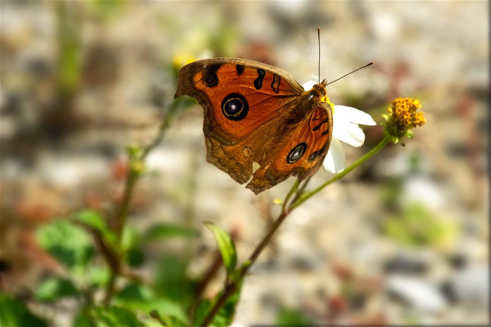 Peacock Pansy, Junonia Almana butterfly
Tatehamodoki (タテハモドキ)

OIST