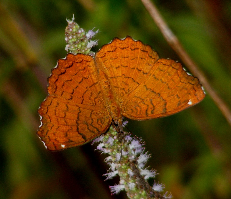 Angled Castor_Ariadne ariadne Linnaeus