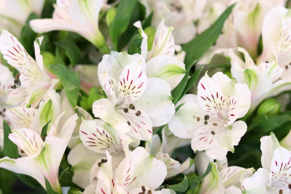 Flora botany bouquet