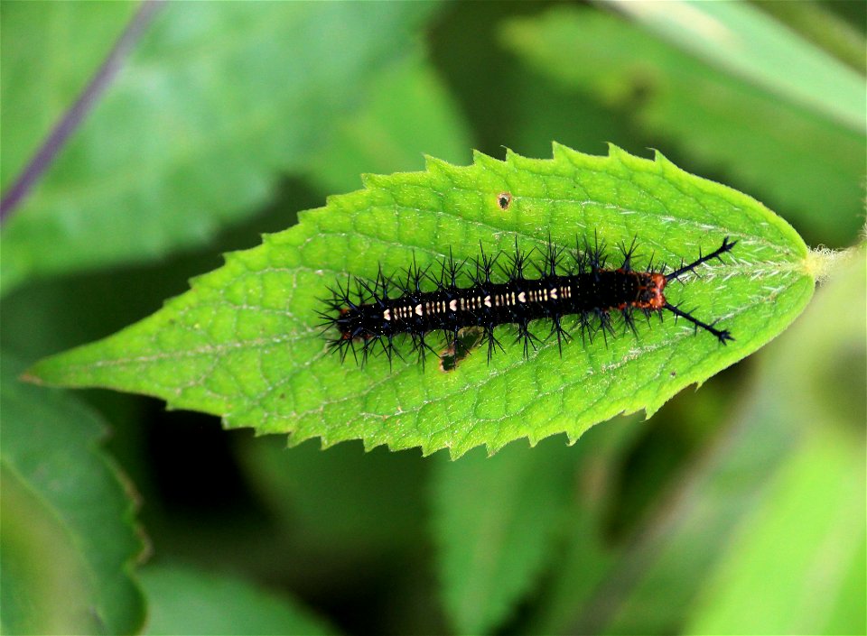 Caterpillar feeding on Tragia involucrata