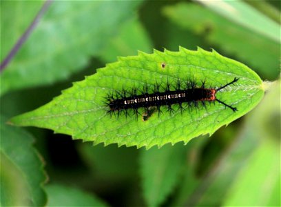 Caterpillar feeding on Tragia involucrata