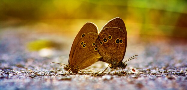 Brown forest bird away animal
