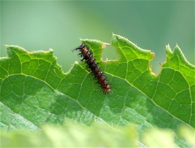 Caterpillar feeding on Tragia involucrata photo
